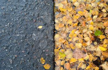 Autumn background: a lot of yellow autumn birch leaves in a puddle on the side of the asphalt road