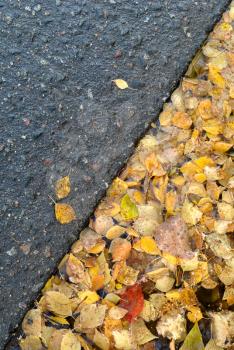 Autumn background: a lot of yellow autumn birch leaves in a puddle on the side of the asphalt road diaginal view