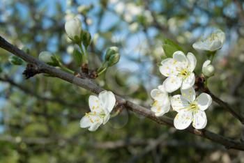 Springtime, new life and beauty in nature concept - white apple flowers on the branch of apple with green leaves under spring sunlight closeup view