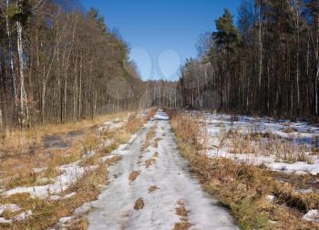 Spring country road covered with melting snow in forest under the spring sun under a clear blue sky