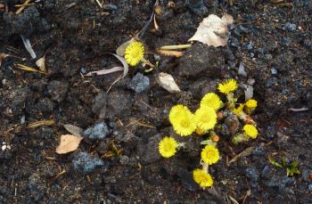 Fresh yellow coltsfoot flowers on black ground