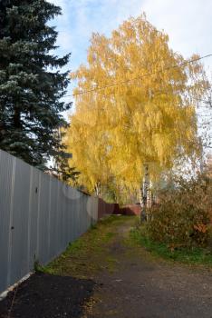 Autumn rural landscape: bright yellow birch in countryside near the metal fence