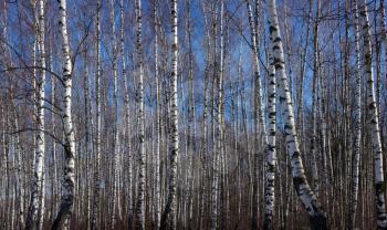 Early spring birch grove under sunlight on a background of blue sky