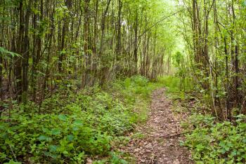 Footpath in a dense green forest natural landscape