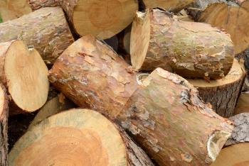 Timber industry and wood logging creative concept: heap of sawn pine wood logs with rough pine bark close-up view industrial background
