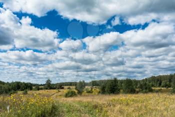 Summer natural agricultural field landscape: beautiful meadow with country road and yellow wildflowers under summer blue sky with white clouds under bright summer sunlight landscape