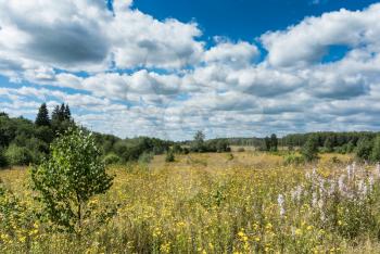 Summer natural agricultural field landscape: beautiful meadow with yellow wildflowers under summer blue sky with white clouds under bright summer sunlight landscape