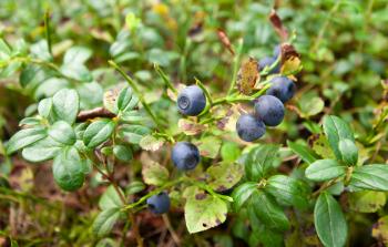 Wild bush of blueberry with ripe berries and green leaves in summer forest closeup macro view