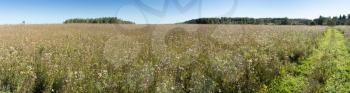 Summer natural agricultural field landscape - beautiful meadow with grass and white fluffy wildflowers and country road under clear summer blue sky under bright summer sunlight panoramic landscape.