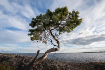 Young pine tree on stony shore of the northern lake under cloudy sky, natural landscape.