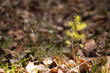 Lonely young pine sapling tree sprout in spring forest under sunlight under closeup view