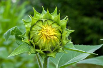Beautiful bright yellow sunflower closed bud with yellow petals and green leaves close-up view