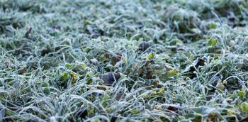 Green grass in frost with hoarfrost in cold season under bright light, shallow depth of field, selective focus.