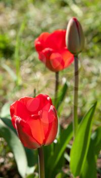Beautiful red tulips against green foliage under bright sunlight at spring day, closeup view with shallow depth of field.
