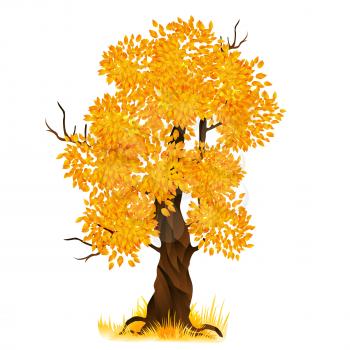 Vector autumn old tree isolated on white, vector illustration