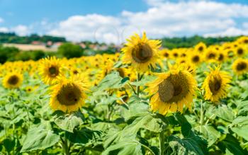Beautiful sunflowers in a field in the Puy-de-Dome department of France
