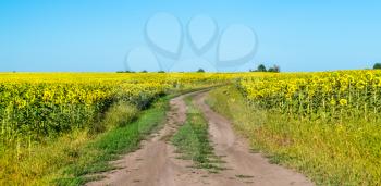 Dirt road in a sunflower field - Kursk Region of Russia