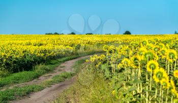 Dirt road in a sunflower field - Kursk Region of Russia