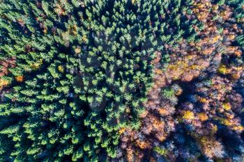 Aerial view of trees in the Vosges Mountains in autumn. Alsace, France