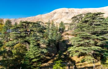 Forest of Lebanon cedars at Bsharri - Kadisha valley in Lebanon
