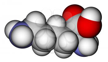 Amino acid lysine space-filling molecular model