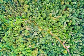 Aerial view of trees and a road in the Vosges Mountains - Haut-Rhin department of France