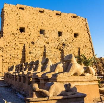 Sphinxes at the entrance of the Karnak Temple - Luxor, Egypt