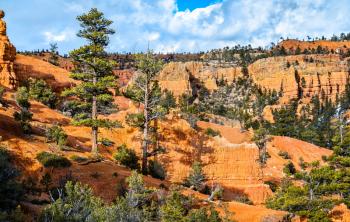 View of the Red Canyon within Dixie National Forest in Utah, the United States