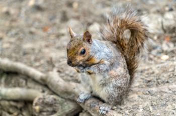 Eastern Gray Squirrel, Sciurus carolinensis in Montreal - Quebec, Canada