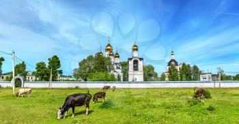 Cattle in pasture at St. Nicholas Monastery in Pereslavl-Zalessky - Yaroslavl Region, the Golden Ring of Russia