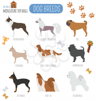 Dog breeds. Miniature toy dog set icon. Flat style. Vector illustration