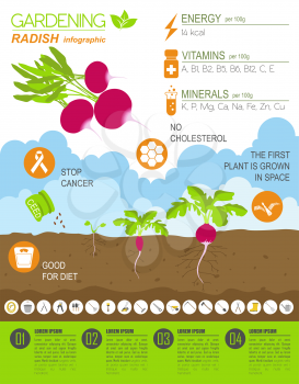 Gardening work, farming infographic. Radish. Graphic template. Flat style design. Vector illustration