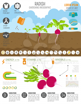 Gardening work, farming infographic. Radish. Graphic template. Flat style design. Vector illustration