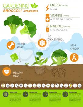 Gardening work, farming infographic. Broccoli. Graphic template. Flat style design. Vector illustration