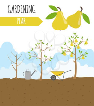 Garden. Pear. Plant growth. Vector illustration