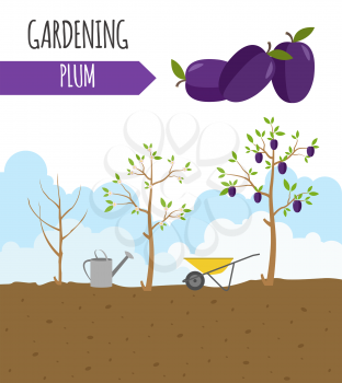 Garden. Plum. Plant growth. Vector illustration