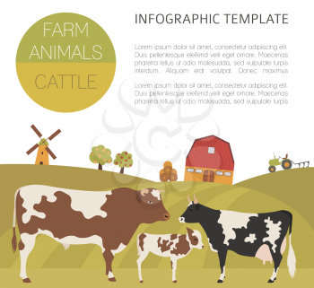 Cattle farming infographic template. Cow, bull, calf family. Flat design. Vector illustration