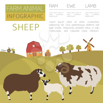 Sheep farming infographic template. Ram, ewe, lamb family. Flat design. Vector illustration