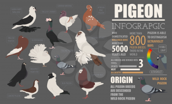 Poultry farming infographic template. Pigeon breeding. Flat design. Vector illustration