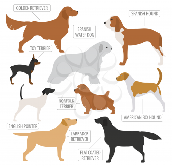 Hunting dog breeds collection isolated on white. Flat style. Vector illustration