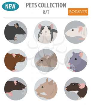 Rat breeds icon set flat style isolated on white. Pet rodents collection. Create own infographic about pets. Vector illustration