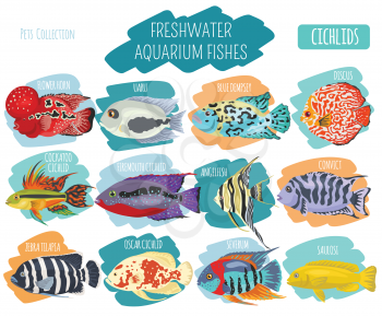 Freshwater aquarium fishes breeds icon set flat style isolated on white. Cichlids. Create own infographic about pets. Vector illustration