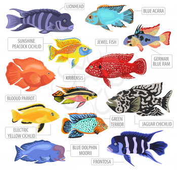 Freshwater aquarium fishes breeds icon set flat style isolated on white. Cichlids. Create own infographic about pets. Vector illustration