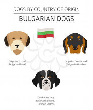Dogs by country of origin. Bulgarian dog breeds. Infographic template. Vector illustration