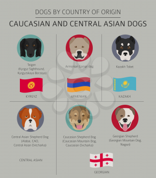 Dogs by country of origin. Caucasian and Central Asian dog breeds. Infographic template. Vector illustration