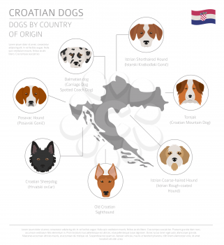 Dogs by country of origin. Croatian dog breeds. Infographic template. Vector illustration