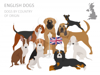 Dogs by country of origin. English dog breeds. Infographic template. Vector illustration