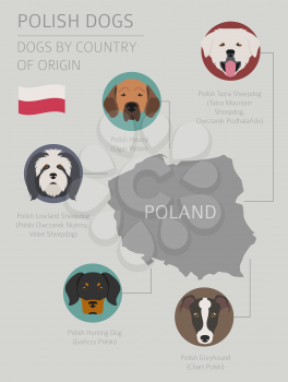 Dogs by country of origin. Polish dog breeds. Infographic template. Vector illustration