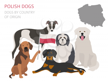 Dogs by country of origin. Polish dog breeds. Infographic template. Vector illustration