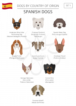 Dogs by country of origin. Spanish dog breeds. Infographic template. Vector illustration